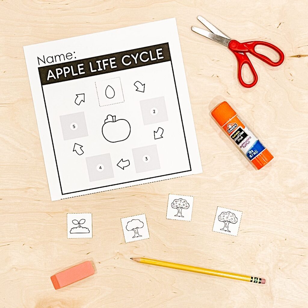 apple life cycle cut and paste